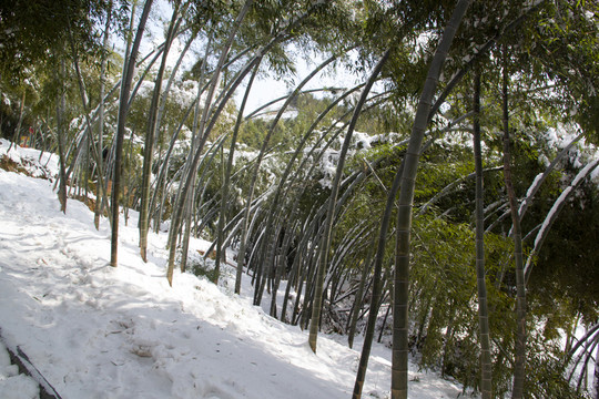 翠竹 雪景 雪壓彎竹子