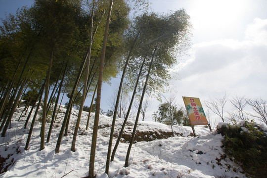 翠竹 雪景