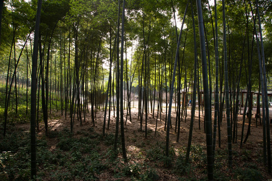 竹林