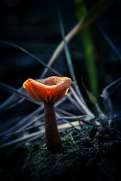 野生菌類