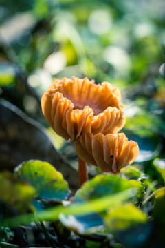 野生菌類