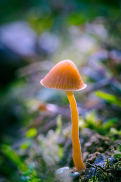 野生菌類