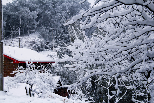 雪景