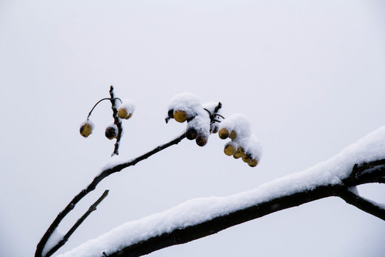 雪景