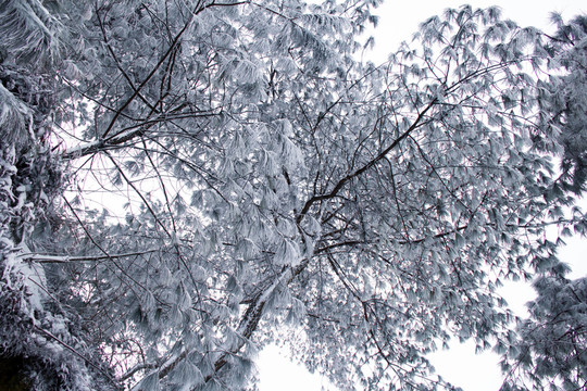 雪景
