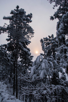 雪景