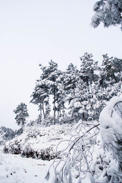 雪景