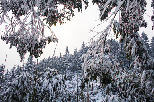 雪景
