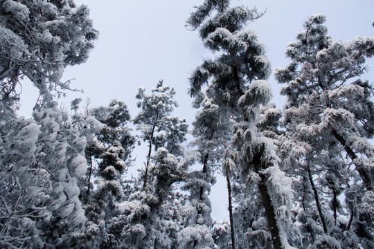 雪景