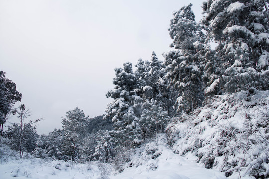 雪景