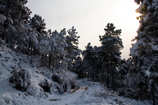 雪景