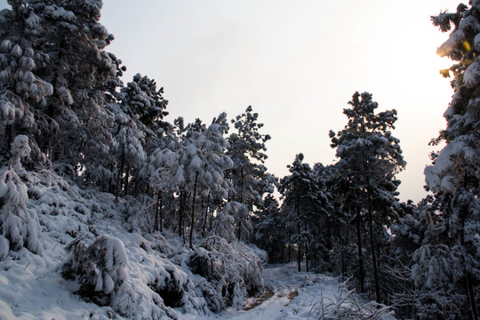 雪景