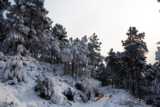雪景