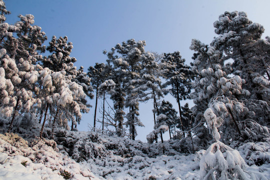雪景