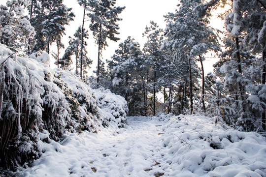 雪景