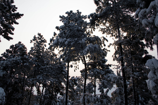 雪景