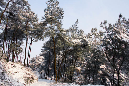 雪景
