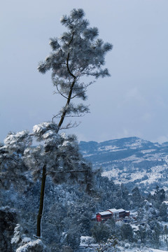 雪景
