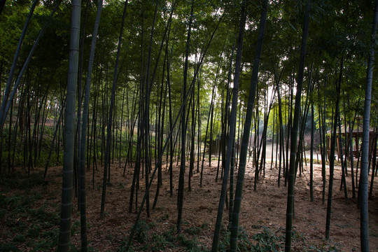 竹林