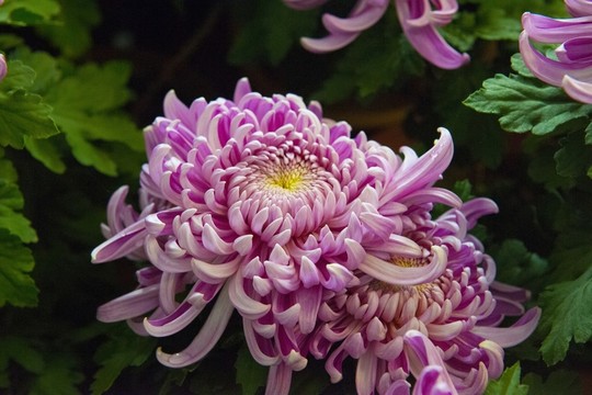菊花