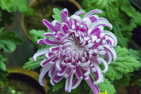 菊花