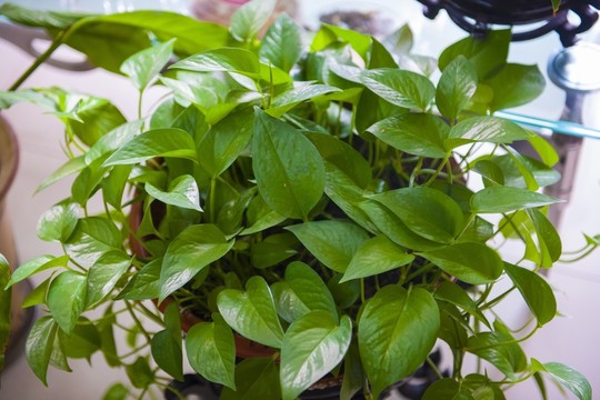 綠蘿 辦公室植物