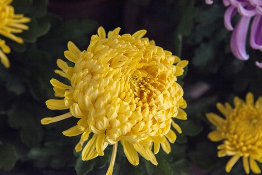菊花