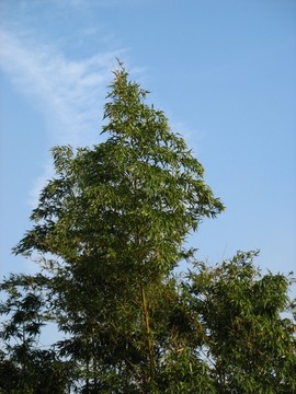 竹林高處