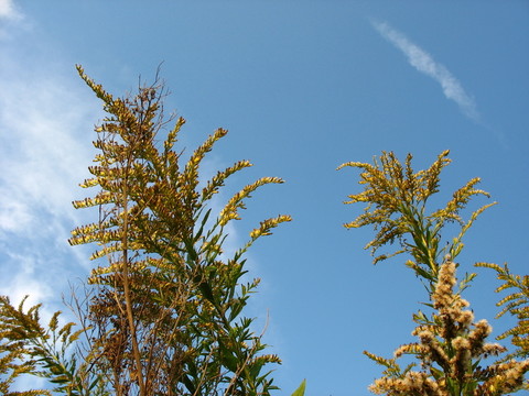 一支黃花