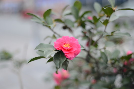 月季