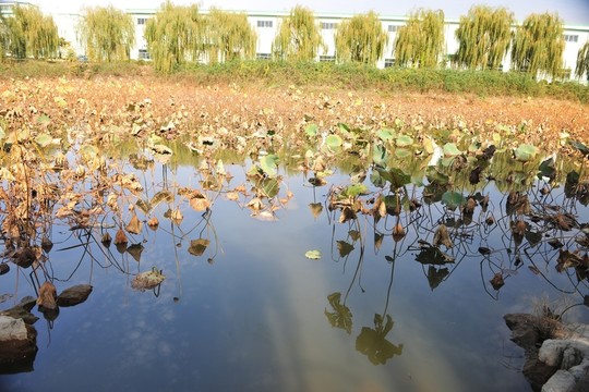 荷花園 池塘
