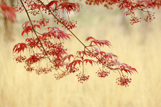 紅楓