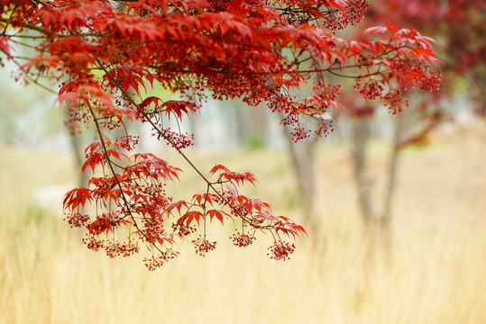 紅楓