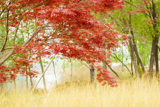 紅楓