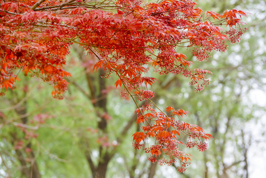 紅楓