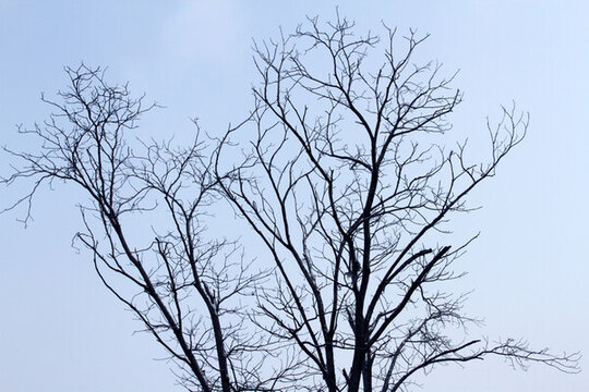 樹枝 剪影 樹木 天空 彎曲樹