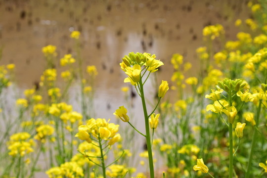 油菜花
