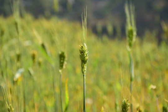 麥芒