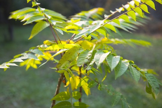小樹(shù) 樹(shù)葉