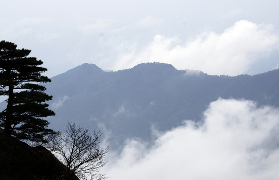 奇松 云海 山欒