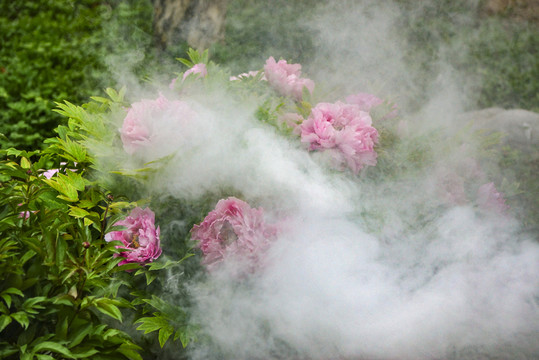 牡丹花