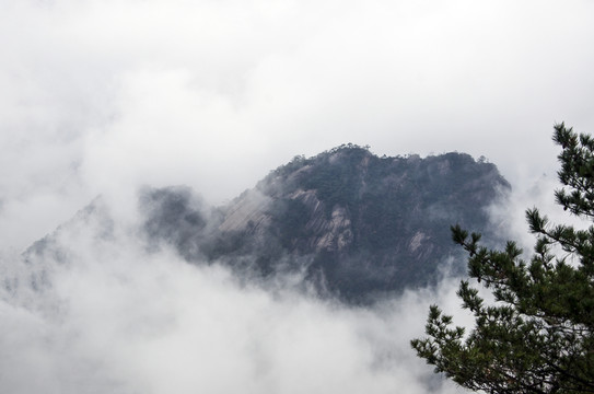 樹 云 山