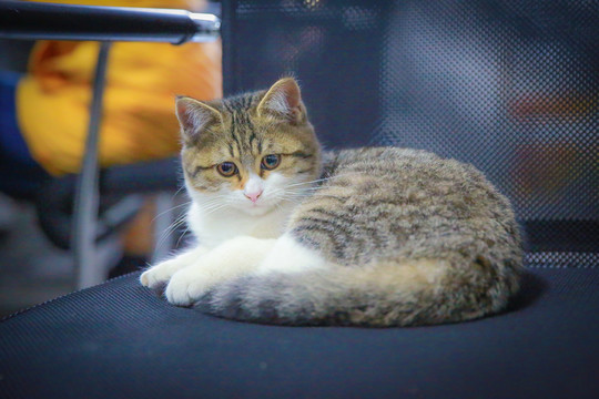 貓咪