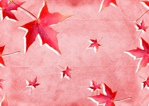 紅色紅葉