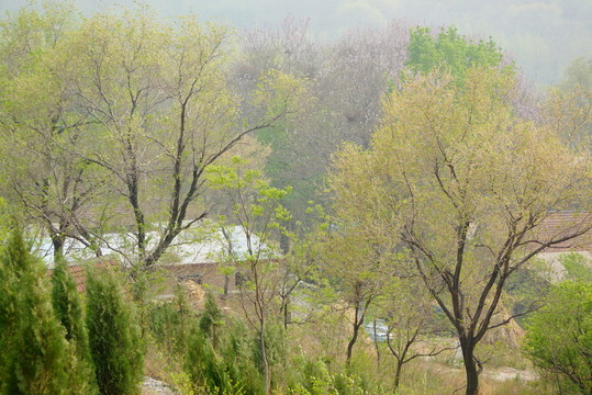 榆樹樹枝