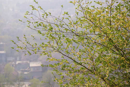 榆樹樹枝