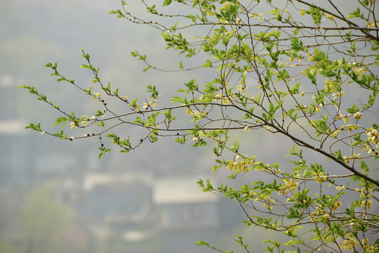 榆樹樹枝