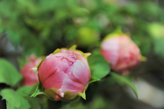 牡丹花 花苞