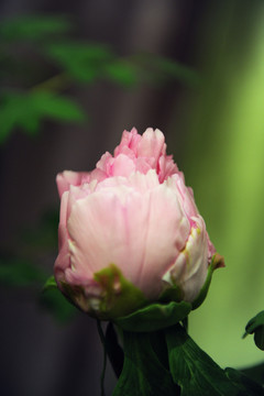 花苞