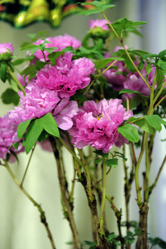牡丹花